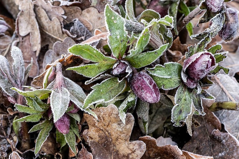 Lenzrose (Helleborus orientalis cultivar) in hoarfrost, Emsland, Lower Saxony, Germany