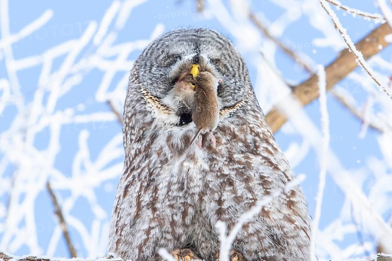 Great gray owl (strix nebulosa), Owl swallows a prey in a frost-covered forest, region of Center Quebec, Province of Quebec, Canada