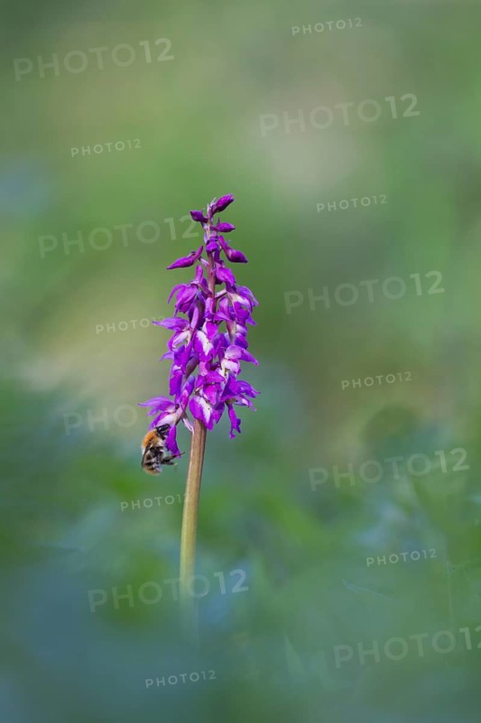 Common carder bumblebee (Bombus pascuorum) adult bee insect feeding on an Early purple orchid (Orchis mascula) flower in spring, Suffolk, England, United Kingdom