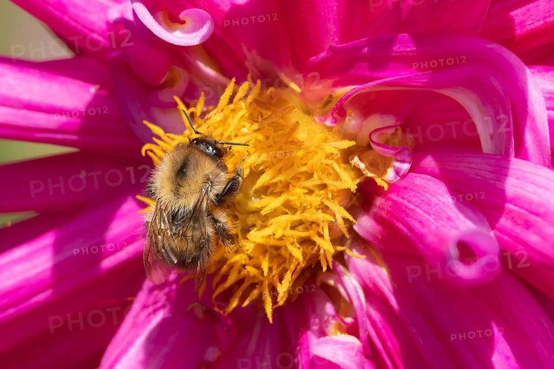 Common carder bumblebee (Bombus pascuorum) adult bee insect feeding on a garden Dahlia flower in summer, Suffolk, England, United Kingdom