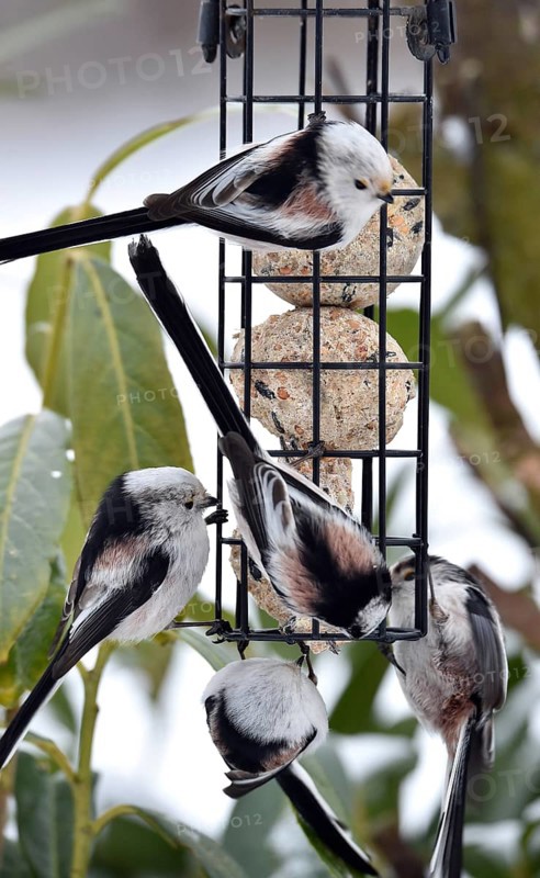 Long-tailed tits (Aegithalos caudatus) eating tit dumplings in winter, Schleswig-Holstein, Germany
