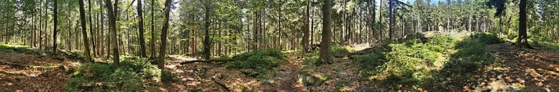 A sunlit forest with dense trees and green vegetation, Franconian mountain trail, hiking in the Fichtelgebirge nature park Park