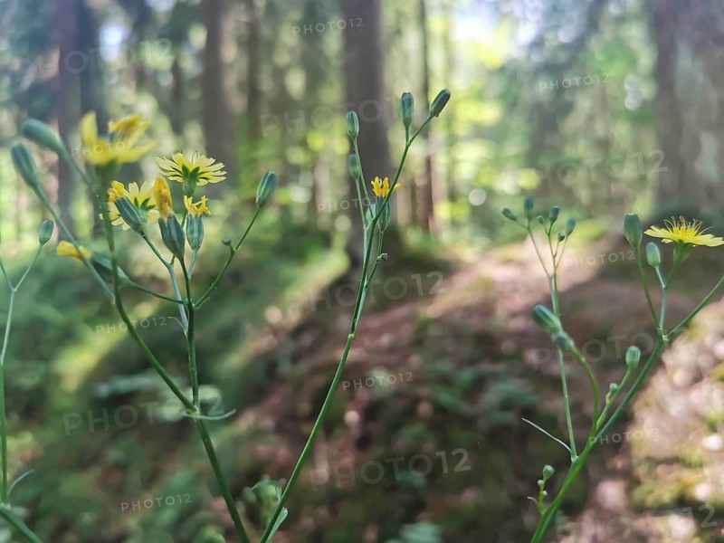 Close-up of Lapsana communis (lapsana communis) in the forest with sunlight and blurred background, Franconian mountain trail, hiking in the Fichtelgebirge nature park Park