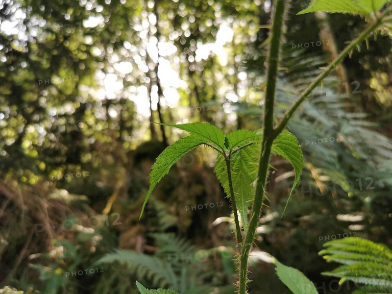 Close-up of a green plant leaf in the forest with sunlight in the background, hiking in the Thuringian Forest nature park Park