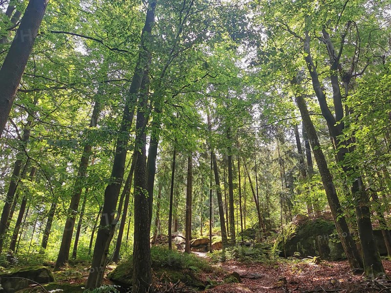 Larger trees and moss-covered rocks in a sparse forest, Franconian mountain trail, hiking in the Fichtelgebirge nature park Park