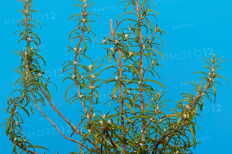 Rosemary (Rosmarinus officinalis), twigs with young, very hairy leaves, in the studio, North Rhine-Westphalia, Germany