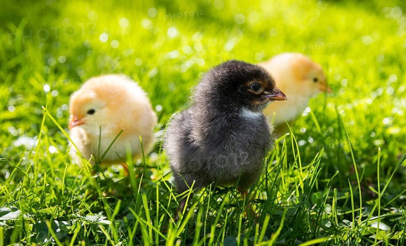 Chicks of domestic fowl (Gallus gallus domesticus) in the meadow