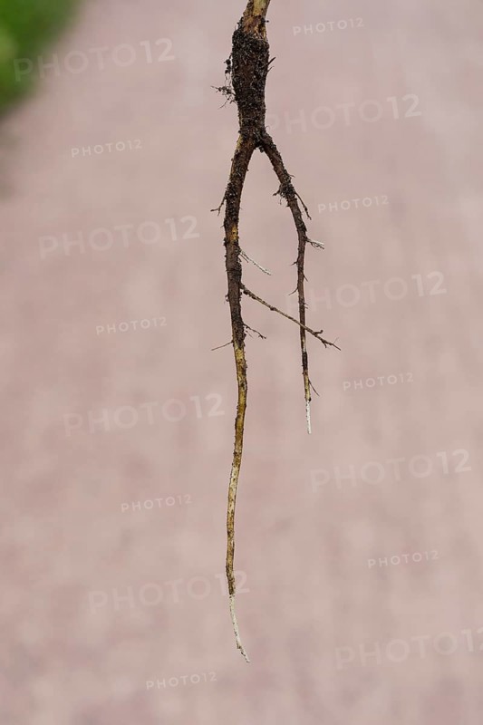 Common evening primrose (Oenothera biennis), taproot