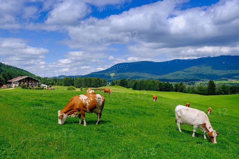 Bauernhof Gschwendt an der Kesselalm bei Inzell, Chiemgau, Upper Bavaria, Bavaria, Germany