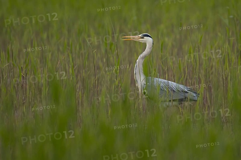 Grey heron (Ardea cinerea) adult bird in a reedbed in spring, RSPB Minsmere nature reserve, Suffolk, England, United Kingdom