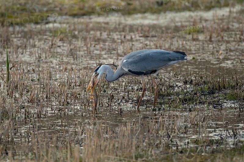 Grey heron (Ardea cinerea) adult bird carrying a Pike (Esox lucius) fish in its beak in spring, RSPB Fowlmere nature reserve, Cambridgeshire, England, United Kingdom
