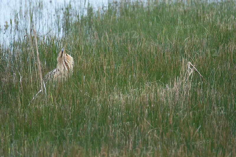 Great or Eurasian bittern (Botaurus stellaris) adult male heron bird booming during displaying in a reedbed in spring, RSPB Minsmere nature reserve, Suffolk, England, United Kingdom