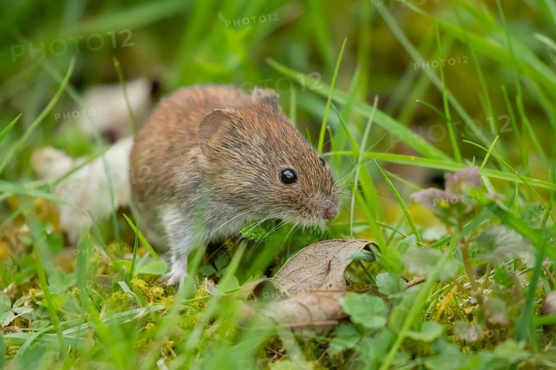 Field vole (Microtus agrestis) adult rodent mammal searching for food in grassland, England, United Kingdom