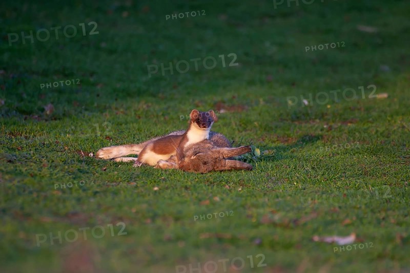 Stoat or Eurasian ermine (Mustela erminea) adult mustelid mammal with its prey for food of a rabbit on grassland, England, United Kingdom