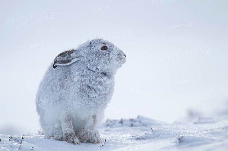 Mountain hare (Lepus timidus) adult mammal in winter coat on a snow covered mountain, Scotland, United Kingdom
