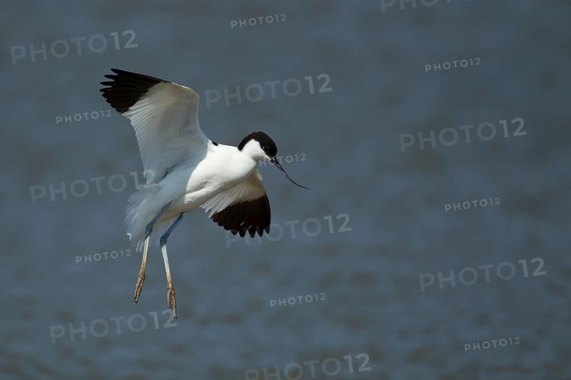 Pied avocet (Recurvirostra avosetta) adult wading bird in flight on approach to land in summer, RSPB Titchwell nature reserve, Norfolk, England, United Kingdom