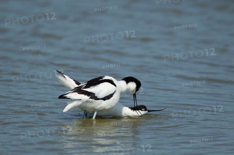Pied avocet (Recurvirostra avosetta) two adult wading birds in a lagoon with the female bird in submissive pose waiting for the male to mate with her, RSPB Minsmere nature reserve, Suffolk, England, United Kingdom