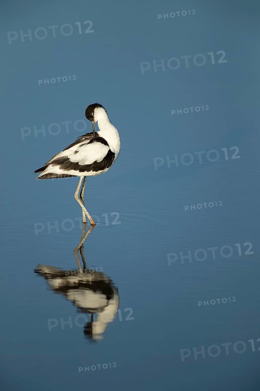 Pied avocet (Recurvirostra avosetta) adult wading bird preening in a shallow lagoon in summer, RSPB Titchwell nature reserve, Norfolk, England, United Kingdom