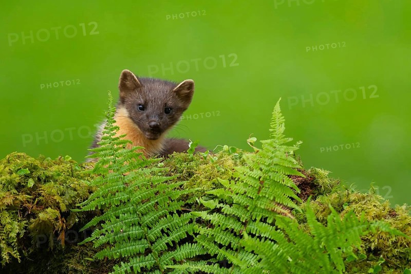 European pine marten (Martes martes) adult mustelid animal on a moss covered stone wall in summer, Scotland, United Kingdom