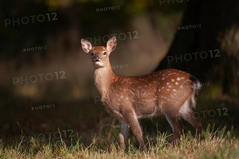 Sika deer (Cervus nippon) juvenile young female doe fawn standing in a woodland clearing in autumn, England, United Kingdom