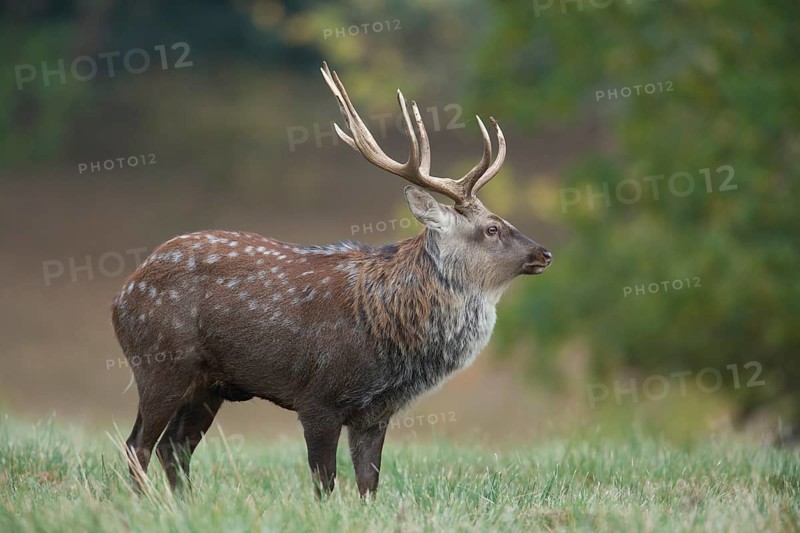 Sika deer (Cervus nippon) adult male stag standing in a woodland clearing in autumn, England, United Kingdom