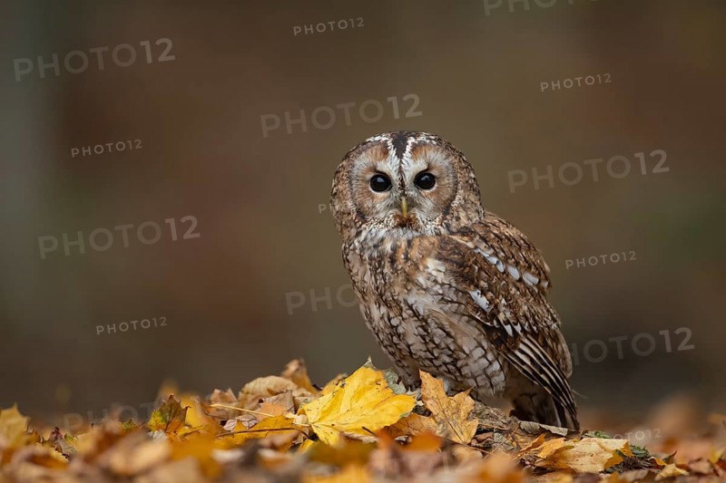 Tawny owl (Strix aluco) adult bird on fallen autumn colour leaves in a woodland, England, United Kingdom