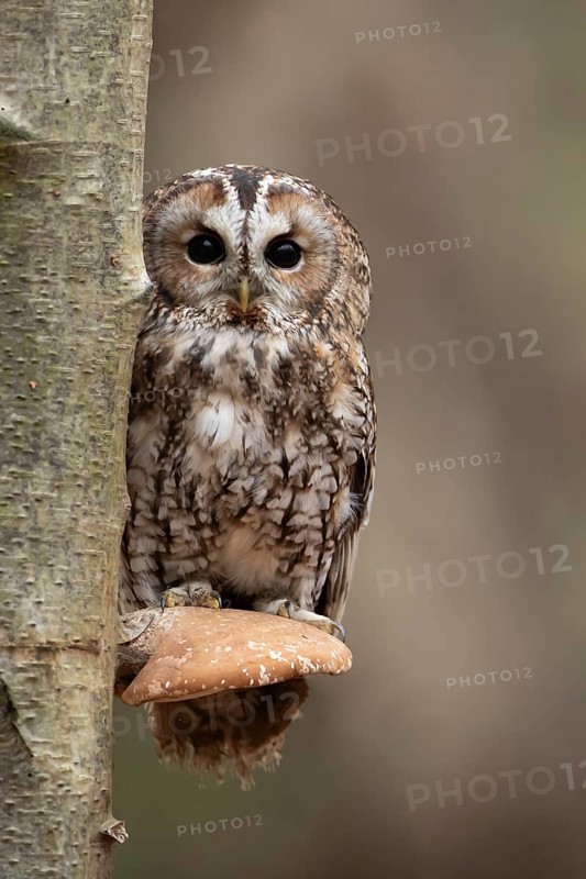 Tawny owl (Strix aluco) adult bird resting on a Bracket fungi on a Silver birch tree in a woodland in autumn, England, United Kingdom