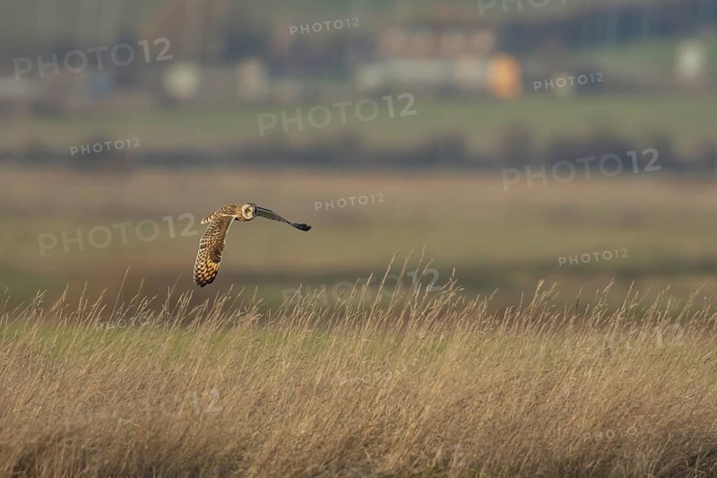 Short-eared owl (Asio flammeus) adult bird hunting in flight over grassland in winter, England, United Kingdom