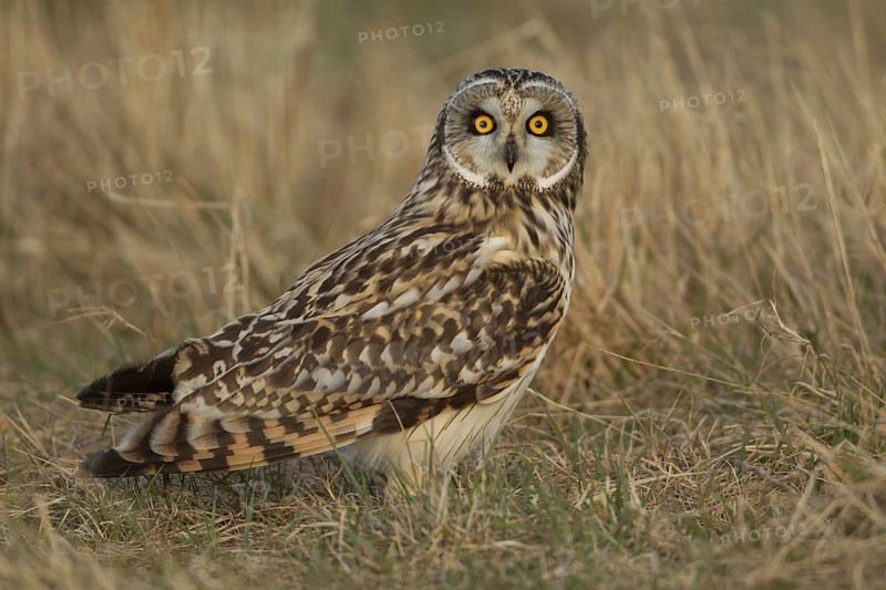 Short-eared owl (Asio flammeus) adult bird in grassland in winter, England, United Kingdom