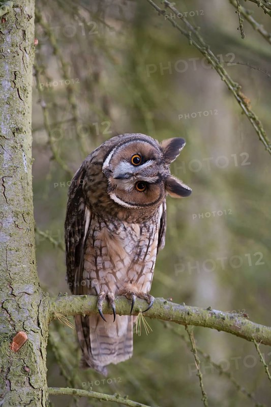Long eared owl (Asio otus) adult bird on a pine tree branch in a woodland, England, United Kingdom