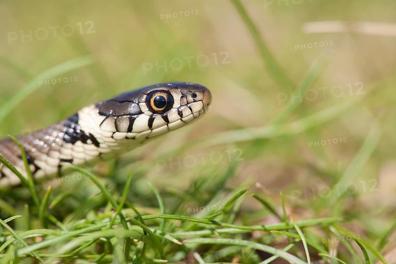 Grass snake (Natrix natrix) adult reptile in grassland, England, United Kingdom