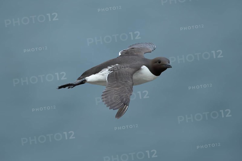 Guillemot (Uria aalge) adult seabird bird flying in summer, RSPB Bempton cliffs nature reserve, Yorkshire, England, United Kingdom