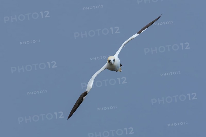 Northern gannet (Morus bassanus) adult seabird bird in flight in summer, RSPB Bempton cliffs nature reserve, Yorkshire, England, United Kingdom