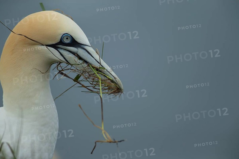 Northern gannet (Morus bassanus) adult seabird bird carrying nest material in its beak in summer, RSPB Bempton cliffs nature reserve, Yorkshire, England, United Kingdom