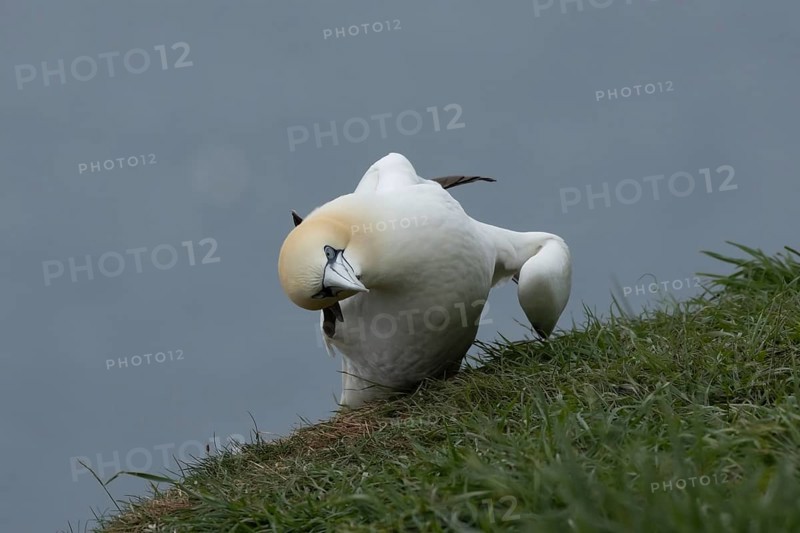 Northern gannet (Morus bassanus) adult seabird bird on a cliff top in summer, RSPB Bempton cliffs nature reserve, Yorkshire, England, United Kingdom