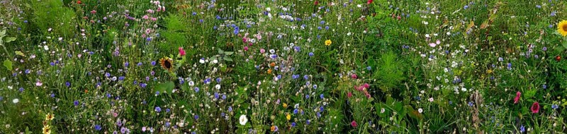 Vegetation, wildflowers, wildflower meadow, meadow, biodiversity, panorama, Rügen island, largest and most populous German island.Baltic Sea coast, Baltic Sea, Mecklenburg-Western Pomerania, Germany, Northern Europe