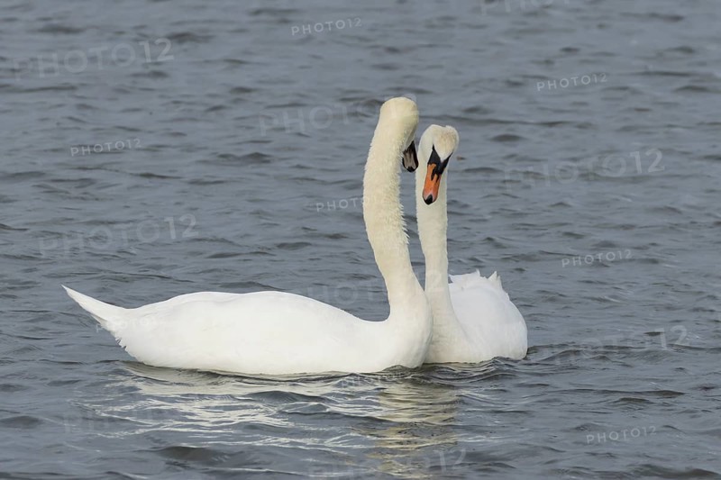 Mute swan (Cygnus olor) two adult birds performing their courtship love display on the water of a lake, England, United Kingdom