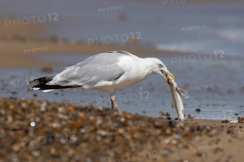 Herring gull (Larus argentatus) adult seagull bird feeding on a dogfish shark fish on a beach in summer, England, United Kingdom
