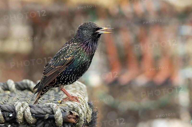 Common starling (Sturnus vulgaris) adult bird singing on fishing nets in a harbour in winter, England, United Kingdom
