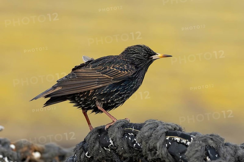 Common starling (Sturnus vulgaris) adult bird on fishing nets in a harbour in winter, England, United Kingdom