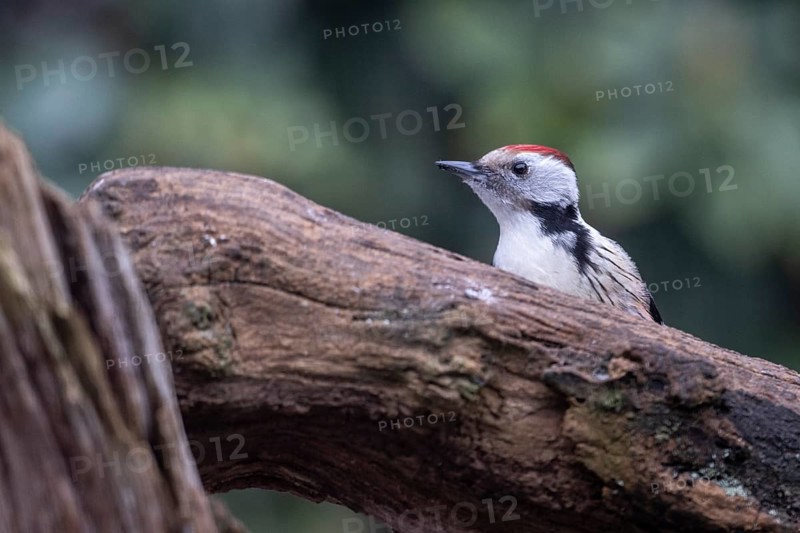 Middle Spotted Woodpecker (Leiopicus medius), Emsland, Lower Saxony, Germany