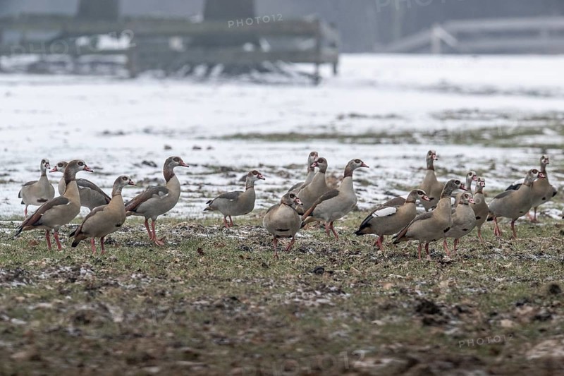 Egyptian geese (Alopochen aegyptiacus), Emsland, Lower Saxony, Germany