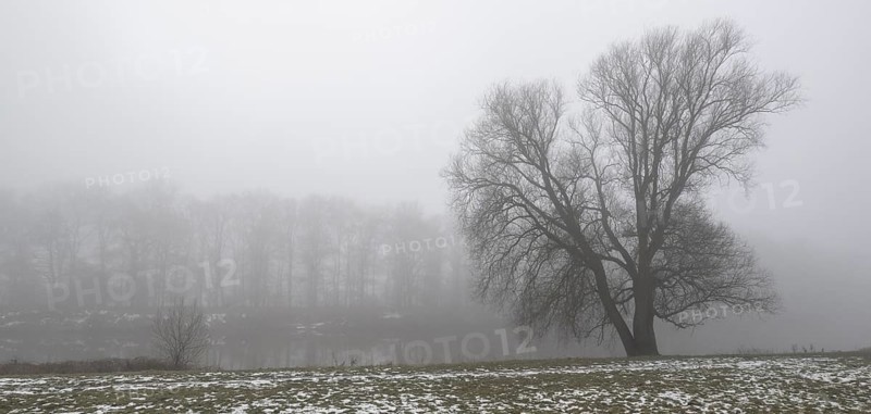 Silver willow (Salix alba) Im fog, Emsland, Lower Saxony, Germany