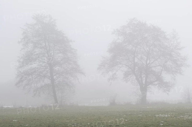 Black alder (Alnus glutionsa) in the fog, Emsland, Lower Saxony, Germany