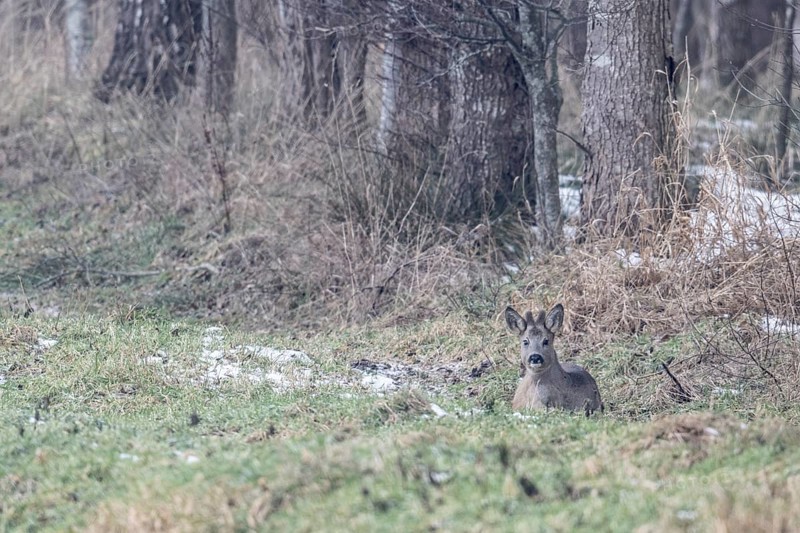 Roebuck (Capreolus capreolus), Emsland, Lower Saxony, Germany