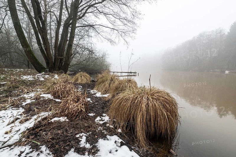 Pond landscape with black alder (Alnus glutinosa) in the fog, Emsland, Lower Saxony, Germany