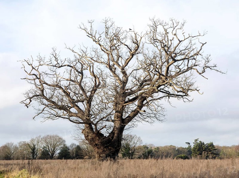 Single leafless oak tree in winter standing in field against grey overcast sky, Martlesham Wilds, Suffolk, England, UK