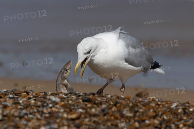 Herring gull (Larus argentatus) adult seagull bird feeding on a Dogfish shark fish on a beach in summer, England, United Kingdom