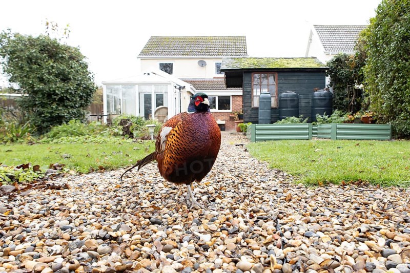 Common pheasant (Phasianus colchicus) adult male game bird on a garden path with a house in the background, England, United Kingdom