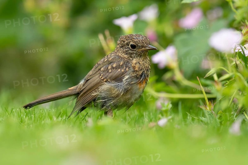European robin (Erithacus rubecula) juvenile baby fledgling garden bird on a grass lawn in summer, England, United Kingdom